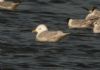 Iceland Gull at Hole Haven Creek (Steve Arlow) (43250 bytes)